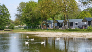 Casas de playa con jacuzzi y cisnes en el agua en Camping 't Veld, Países Bajos, rodeadas de árboles.