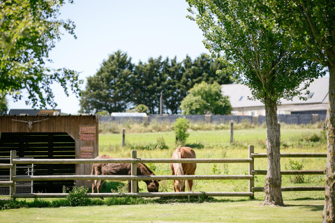 Two horses grazing in a fenced field at Camping Seasonova Saint Michel, a holiday park in Normandy, France.