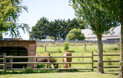 Two horses grazing in a fenced field at Camping Seasonova Saint Michel, a holiday park in Normandy, France.