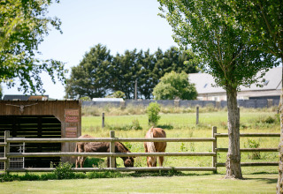 Two horses grazing in a fenced field at Camping Seasonova Saint Michel, a holiday park in Normandy, France.