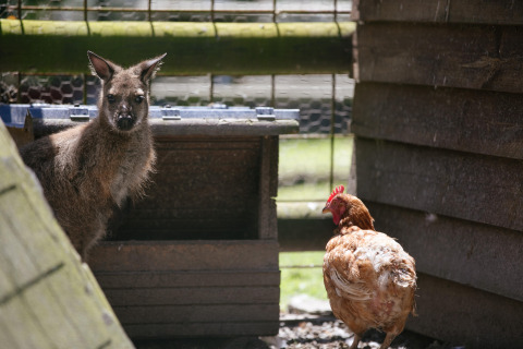 Ein Känguru und ein Huhn in einem eingezäunten Bereich im Camping Seasonova Saint Michel in der Normandie, Frankreich.