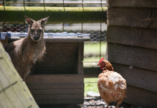 Ein Känguru und ein Huhn in einem eingezäunten Bereich im Camping Seasonova Saint Michel in der Normandie, Frankreich.