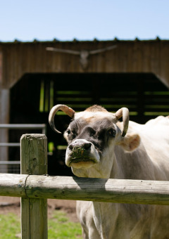 Vaca cerca de la cerca en Camping Seasonova Saint Michel en Normandía, Francia, con un granero detrás.
