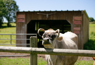 Koe bij het hek op Camping Seasonova Saint Michel vakantiepark in Normandië, Frankrijk, met schuur achter.