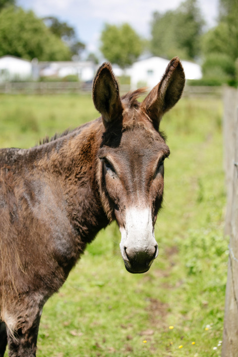 A donkey standing in a green field at Camping Seasonova Saint Michel holiday park in Normandy, France.