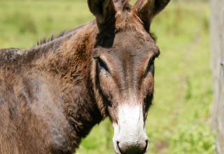 A donkey standing in a green field at Camping Seasonova Saint Michel holiday park in Normandy, France.
