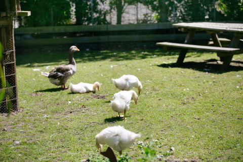 Geese and goslings graze on green grass near a picnic table at Camping Seasonova Saint Michel in Normandy, France.