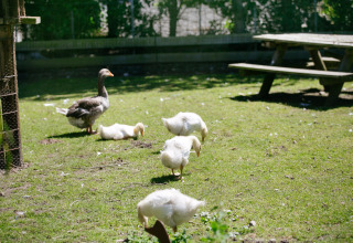 Ganzen met kuikens grazen in het gras bij een picknicktafel op Camping Seasonova Saint Michel, Normandië, Frankrijk.