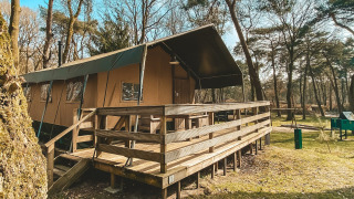 Tienda safari Summer Lodge en Beerze Bulten, Países Bajos, rodeada de bosque y luz soleada.