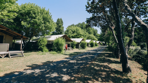 Cabañas tipo tienda en fila bajo árboles en Camping Seasonova Ile de Ré, Nouvelle-Aquitaine, Francia.
