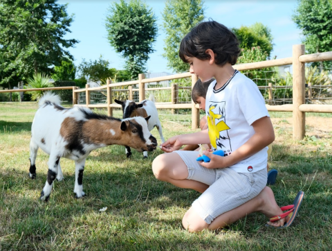 A child feeds a baby goat on grass, inside a wooden fence at Camping Seasonova Haliotis, Normandy, France.