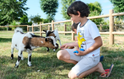 Un bambino dà da mangiare a una capretta sull’erba, all’interno di una staccionata al Camping Seasonova Haliotis, Normandia.