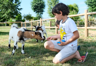 Een kind voert een jong geitje op het gras binnen een houten afsluiting op Camping Seasonova Haliotis, Normandië.