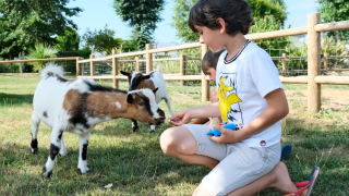 Un niño alimenta a una cabra joven sobre césped, rodeado por una valla de madera en Camping Seasonova Haliotis, Normandía.