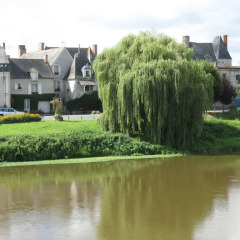 Landscape at Camping Seasonova Les Plages de Loire in Pays de la Loire, France, with river and willow tree.