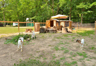 Three goats in a pen with wooden huts and a sun umbrella at Camping Seasonova Etang de la Vallée, France.
