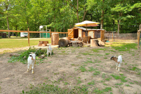 Three goats in a pen with wooden huts and a sun umbrella at Camping Seasonova Etang de la Vallée, France.