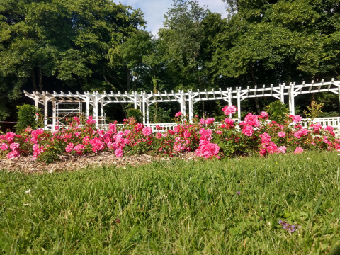 Bloeinde rozenstruiken voor een witte pergola in het groene park bij Camping Seasonova Vittel, Grand Est, Frankrijk.