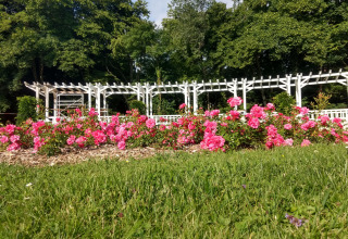 Blomstrende lyserøde roser foran en hvid pergola i en grøn park ved Camping Seasonova Vittel, Grand Est, Frankrig.