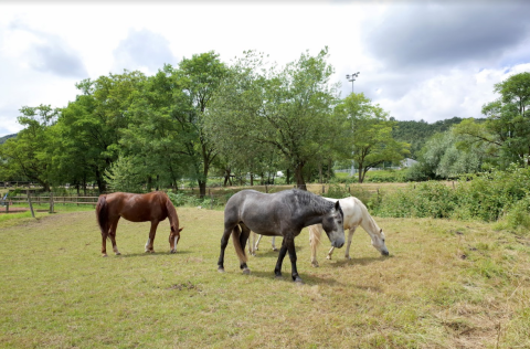Three horses grazing in a green pasture at Camping Seasonova Les Portes d'Alsace, Grand Est, France.