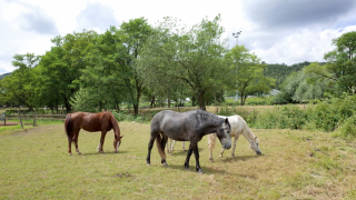 Tres caballos pastan en un campo verde en Camping Seasonova Les Portes d'Alsace, Gran Este, Francia.