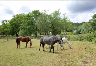 Drie paarden grazen in een groene wei bij Camping Seasonova Les Portes d'Alsace in de Franse Grand Est.
