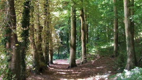 Bosrijk pad aan Sejour Slow Life, Camping Seasonova Etennemare in Frankrijk, zonlicht door bomen.