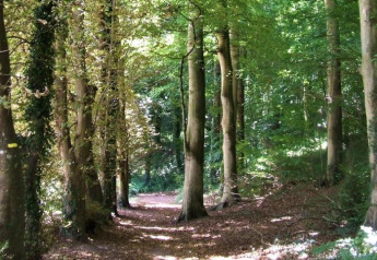 Woodland path at Sejour Slow Life, Camping Seasonova Etennemare, France, sunlight filtering through trees.