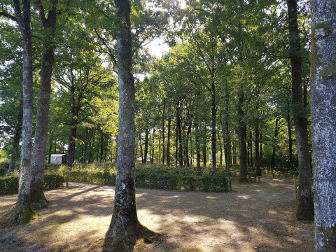 Sunlight shines through tall trees in the forest setting of Camping Seasonova La Forêt, Pays de la Loire, France.