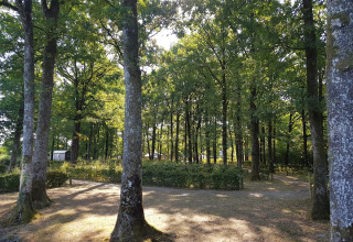 Sunlight shines through tall trees in the forest setting of Camping Seasonova La Forêt, Pays de la Loire, France.