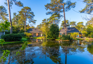 Gezellige vakantiehuizen aan het water in een groene glampingpark met hoge bomen en veel natuur.