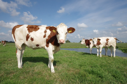 Vacas blancas y marrones pastan junto a un estanque bajo un cielo azul en un parque vacacional con glamping.