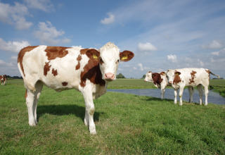 Brown and white cows grazing by a pond under a blue sky at a holiday park offering glamping stays.