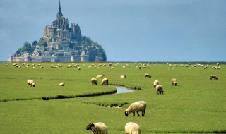 Ovejas pastan en un prado verde cerca de Courtils, Normandía, con el Mont Saint-Michel al fondo.