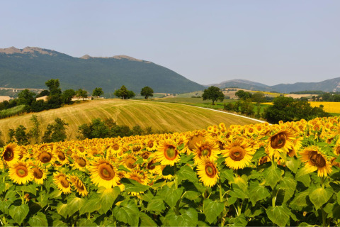 Een zomers zonnebloemenveld met glooiende heuvels bij Camping Casa Tartufo in Marche, Italië.