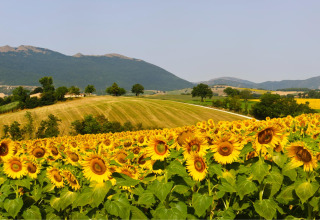 Een zonnig veld vol zonnebloemen en glooiende heuvels bij Camping Casa Tartufo in Marche, Italië.