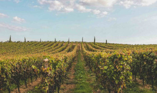 Viñedos cerca de Saverne, Grand Est, Francia, con hileras de vides bajo un cielo parcialmente nublado.