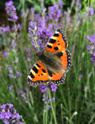 Una colorida mariposa de alas naranjas y negras descansa sobre lavanda cerca de Saverne, en Grand Est, Francia.