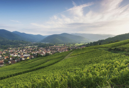 Viñedos y un pueblo cerca de Saverne, Grand Est, Francia, con montañas y colinas al fondo.