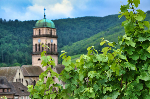 Blick auf einen Kirchturm mit grünem Kuppeldach hinter Weinreben nahe Saverne in Grand Est, Frankreich.