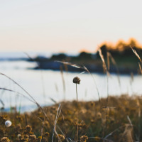 Vista de pastos y flores silvestres cerca de Mousterlin - Fouesnant en Bretaña, Francia, al atardecer junto al agua.