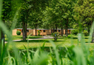 Cabañas de madera en Wood Cubes, Drau Camping Sachsenburg, Austria, entre árboles y césped verde.