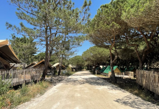 En solrig, skyggefuld grusvej i Village Huttopia Lagoa de Óbidos, omgivet af telte og fyrretræer.