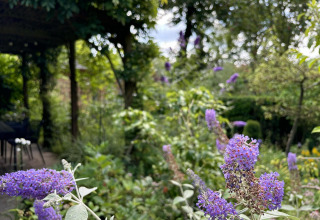Tuinzicht bij Tiny Lodge Basic in Bungalowpark Het Verscholen Dorp, Nederland, met paarse bloemen vooraan.