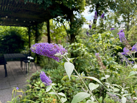 Lilla sommerfuglebusk i fokus ved udendørs siddeområde, Tiny Lodge Basic, Bungalowpark Het Verscholen Dorp.
