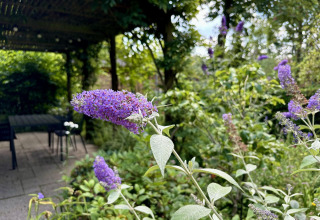 Arbusto de mariposas morado en primer plano junto a la terraza en Tiny Lodge Basic, Het Verscholen Dorp, Países Bajos.
