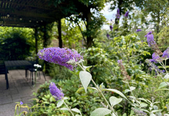 Cespuglio di buddleia viola vicino a un tavolo esterno al Tiny Lodge Basic, Het Verscholen Dorp, Paesi Bassi.