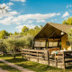 Safari Lodge safari-telt mellem oliventræer på en solrig dag, med terrasse og naturskønne omgivelser.