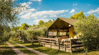 Tienda Safari Lodge entre olivos en un día soleado, con terraza de madera y entorno natural agradable.
