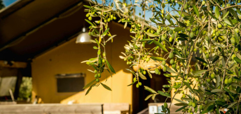 Olijftakken in de zon bij Camping Pian di Boccio vakantiepark in Umbrië, Italië, met een lodge.